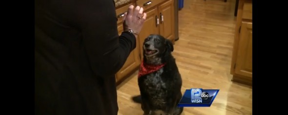 Hero Dog Saves Family from Deadly Gas Leak