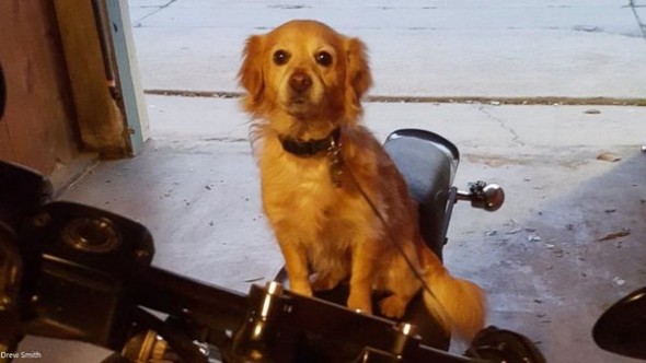 dogs2
