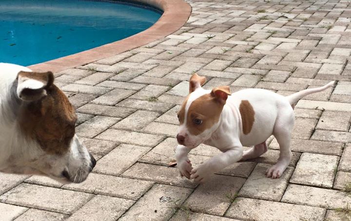 This Puppy May Have Deformed Legs, But He Won’t Let That Slow Him Down!