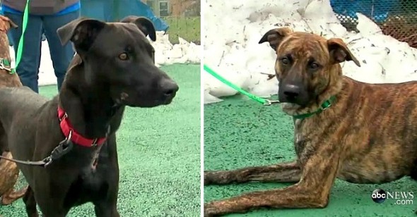 Devoted Dog Stays with Injured Brother During Blizzard