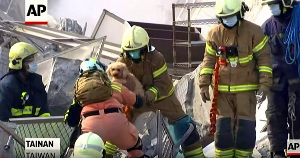 Dog Is Miraculously Pulled Alive from 17-Story Building Collapse