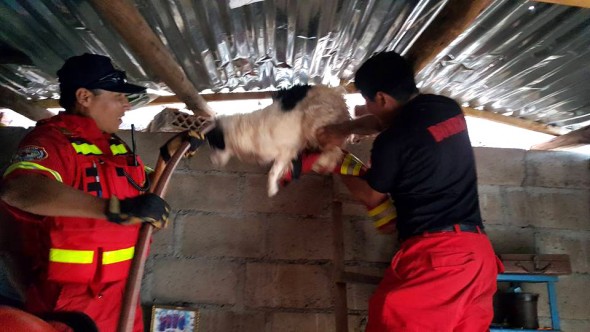 Dog Running Away from Bath Time Gets Stuck Between Walls