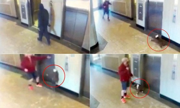 Heroic Man Saves Dog from Terrible Elevator Accident