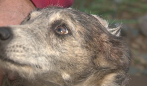 Man Runs After Mountain Lion In His Underwear To Save His Senior Dog