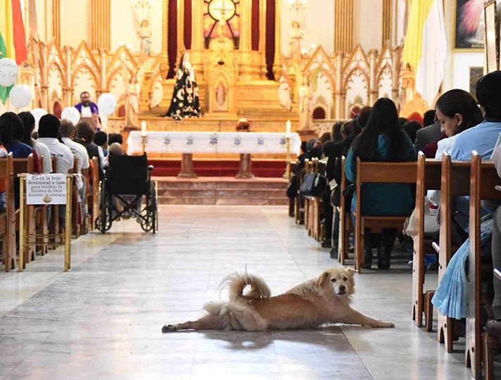 Stray Dog Crashed A Church Service For Sick Kids And Makes Everyone Smile