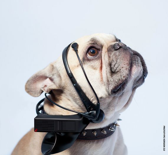 3 New Products That Claim They Can Translate What Your Pet Is Thinking