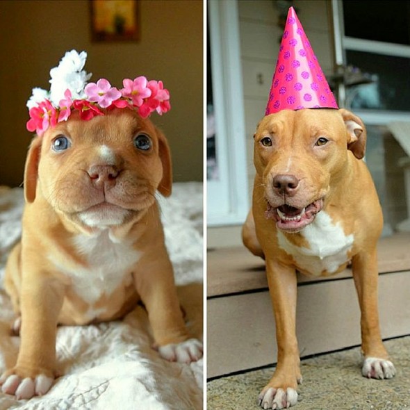 Puppy No One Thought Would Survive Celebrates 1st Birthday