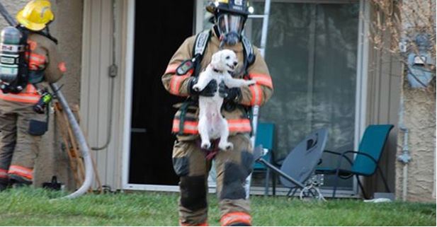 Puppy Smiles For Everyone While Being Rescued From Burning Apartment