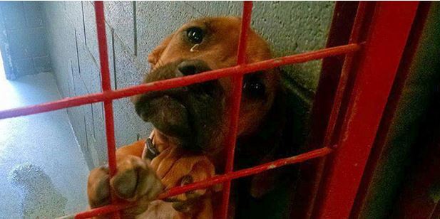 You Wouldn’t Believe Why They Picked This Shelter Dog Instead Of Others