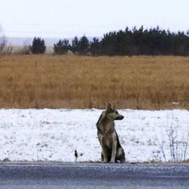 Over A Year After His Human’s Death, Dog Still Sits By The Roadside Waiting