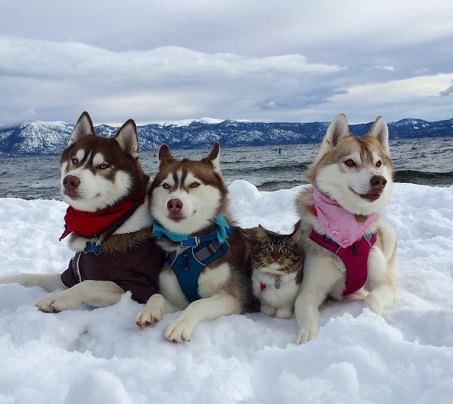 Siberian Huskies Save Kitten’s Life, Now She Thinks She Is A Husky Too