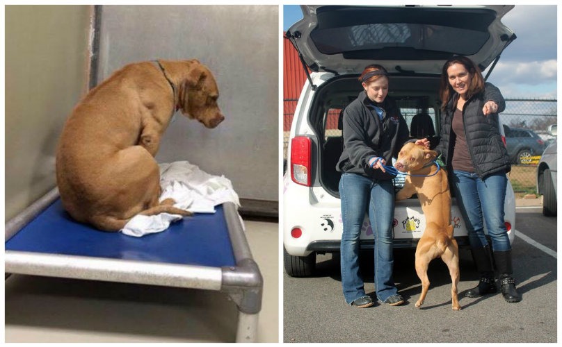 Pibble Whose First Freedom Ride Didn’t Work Out Finally Gets His Second Chance