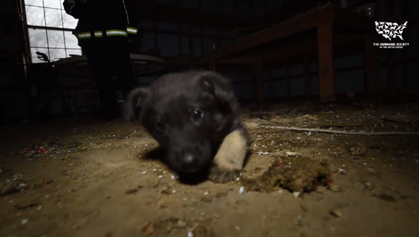 Handicap Puppy Mill Dog Gets to Walk Again