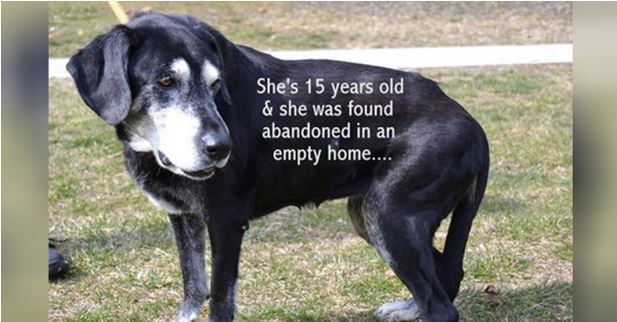 15-Year-Old Dog Left Behind Like Unwanted Trash – Found Alone In Abandoned Home