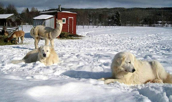 Swedish Sheepdog Adopted by Alpacas