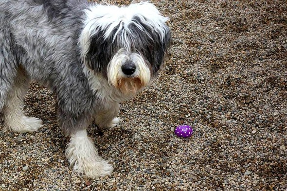 Rescue Group Holds the Cutest Easter Egg Hunt for Rescue Dogs