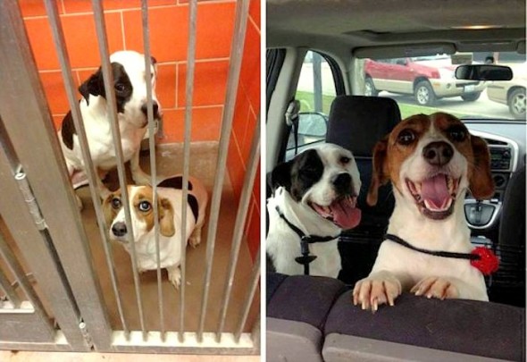 Heart-Touching Before and After Photos of Shelter Dogs