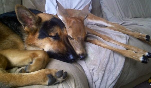 30 Unlikely Animals Sleeping Together Like Babies Will Melt Your Heart!