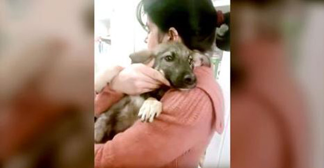 Abused Dog Cries When She Finally Has A Kind Hand Touch Her