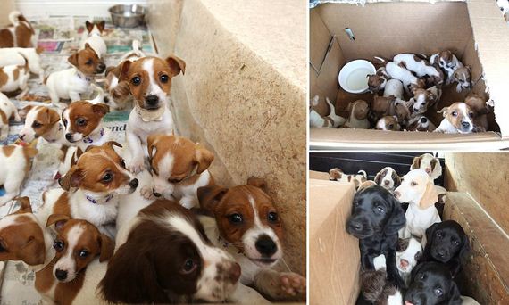 Police in Ireland find 36 puppies being smuggled in the back of two cars