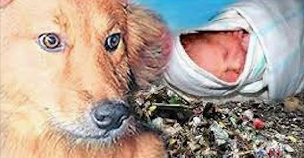 Dog Saves Newborn Baby Abandoned Left To Die At Trash Heap