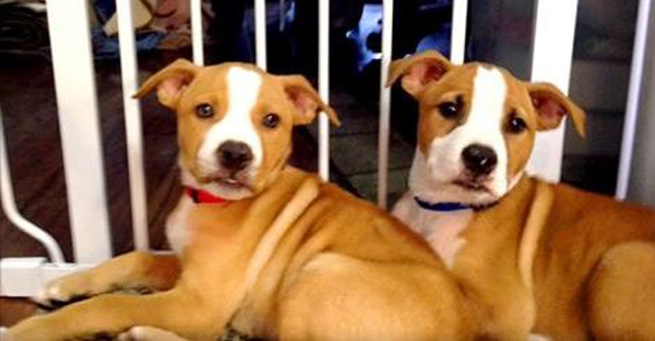 At First He Was So Scared Of This Other Dog… Until He Realized He’s His Brother!