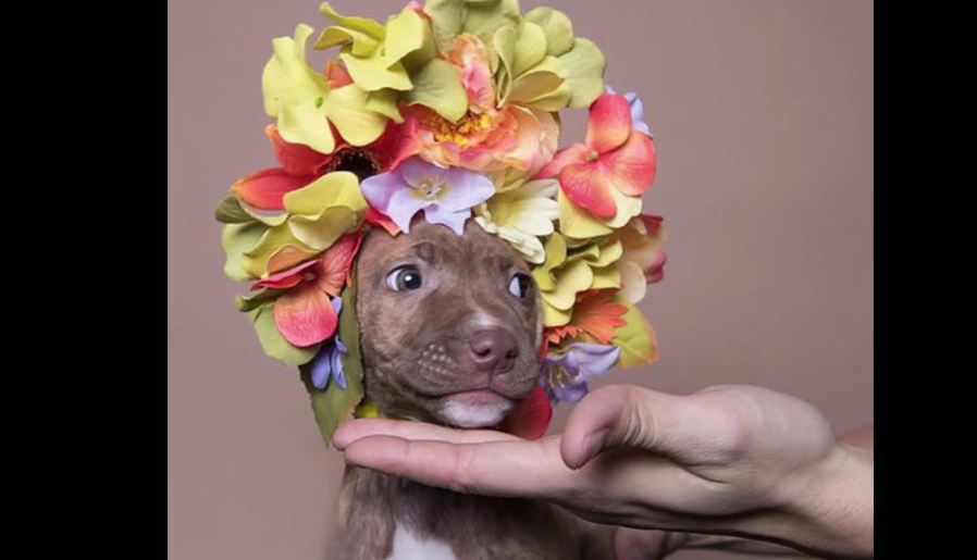 Artist Shows the Softer Side of Pit Bulls With Floral Crowns