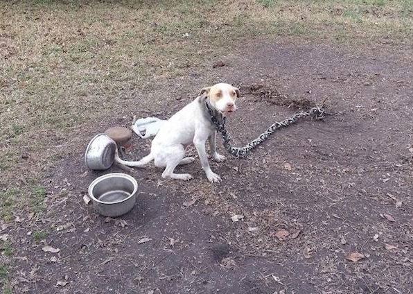 Poor Pit Bull Chained Most Of Her Life Gets To Taste Freedom For The First Time