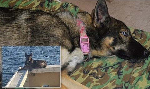 Dog Fell Off A Boat While In Pacific Ocean. A Month Later, I Can’t Believe My Eyes!!