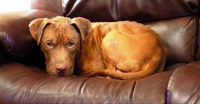 Former Bait Dog Now Feels What It’s Like To Be Loved! When You See Him Start Trusting… OMG.