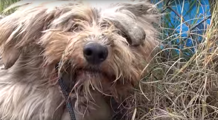 Frightened Dog’s Transformation Will Have You In Tears