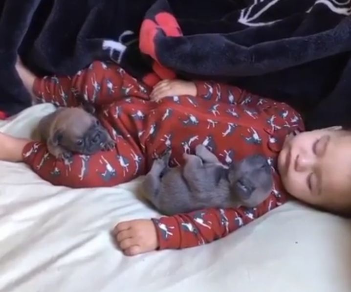 Sleeping Baby Snuggles Up With Two Tiny Puppies