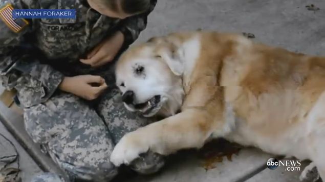 Elderly Dog Cries When Her Mom Finally Comes Home