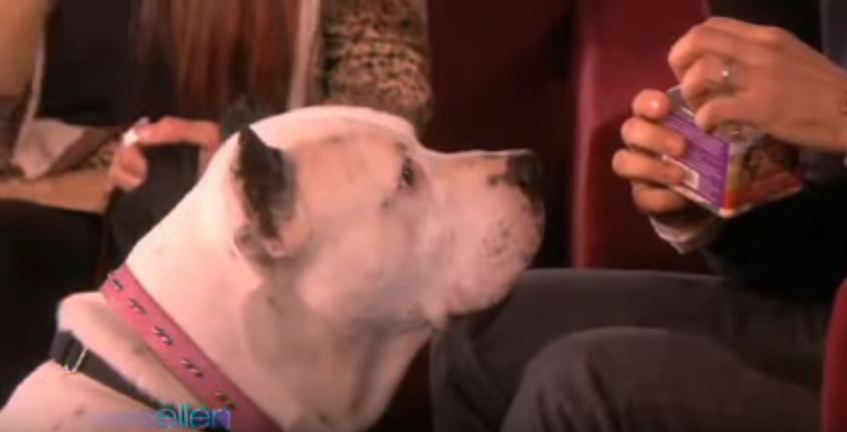 Pit Bull Shows the World how “Vicious” They can Be