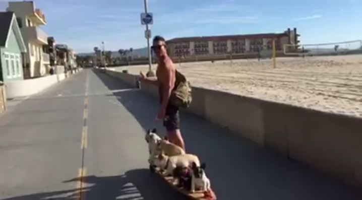 Six Frenchies on a Motorized Hamboard