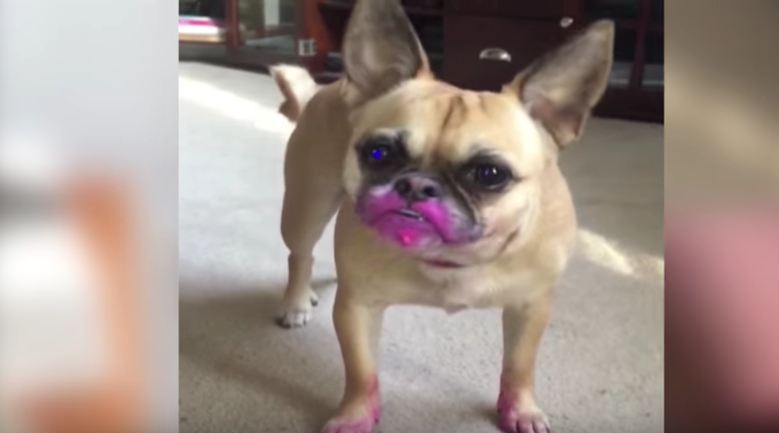 Dog Didn’t Meant to Eat Lipstick, She Just Wanted to Wear Some