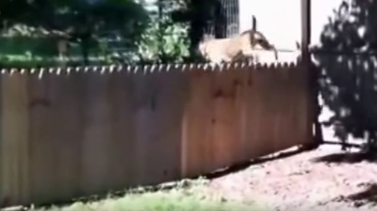 Man Proudly Displays New Fence for Dog