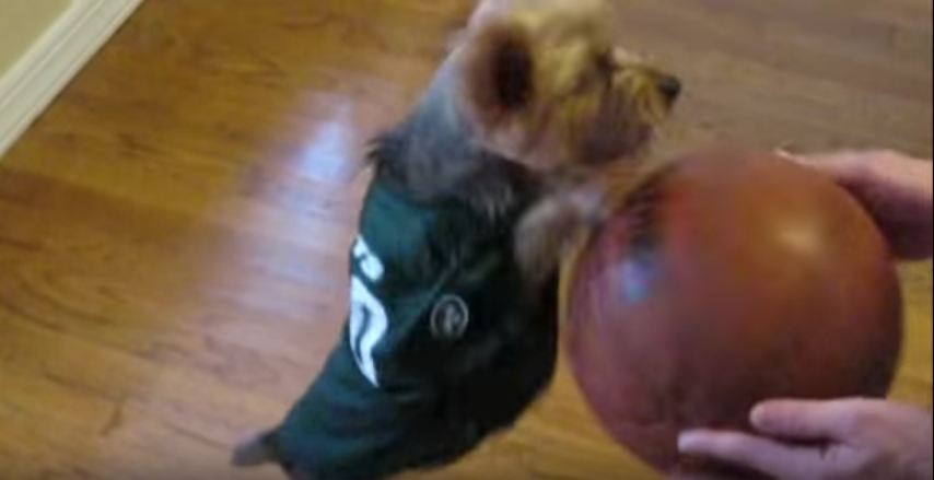 Dogs Get Into March-Madness Fever!