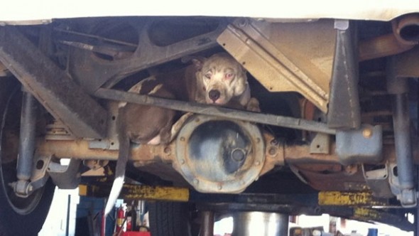 Woman Adopts Dog Found Hiding Under her Car