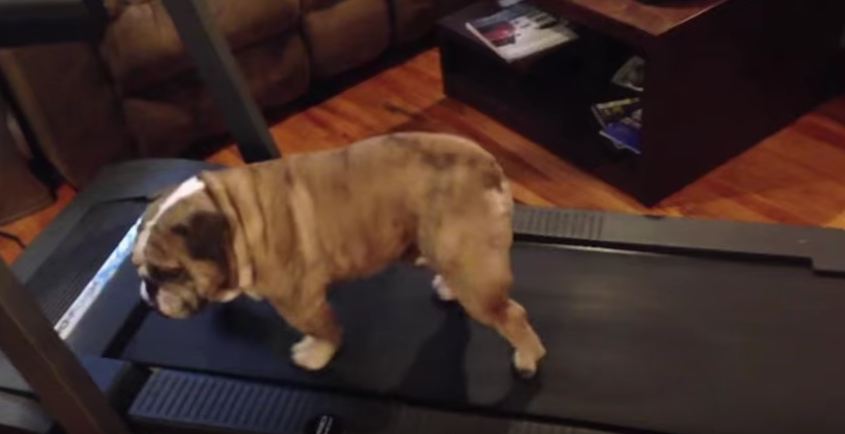 Bulldog has Trouble Operating Treadmill