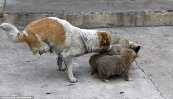 Two-Legged Stray Momma Cares For Her Homeless Family