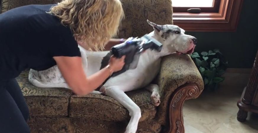 Great Dane chills out while being vacuumed