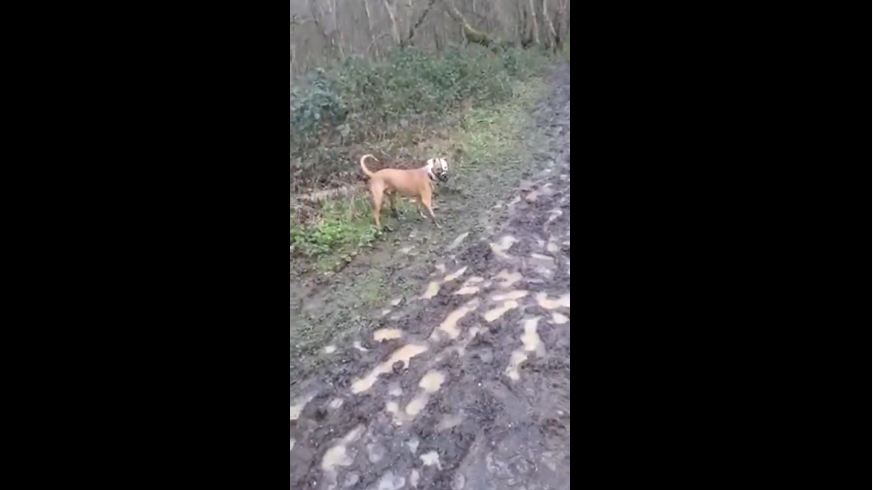 Dog playing in mud exhibits classic canine behavior