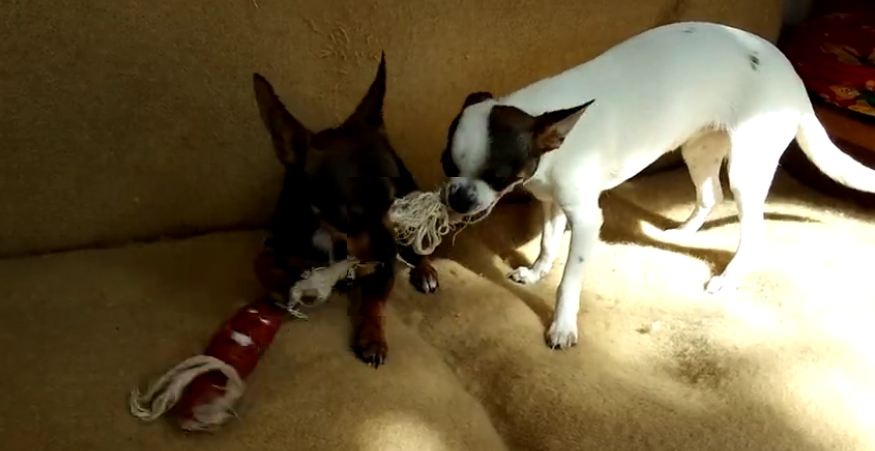 chihuahua dog puppies playing angry