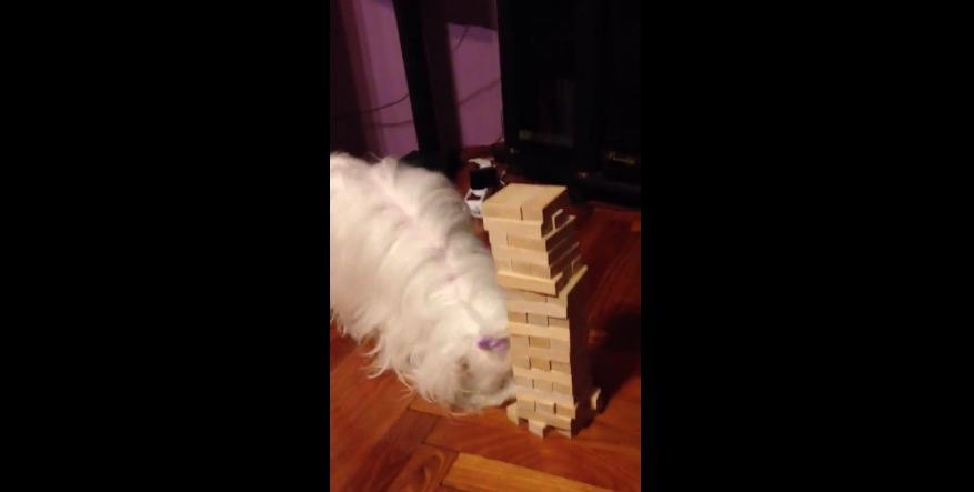 Maltese plays Jenga, successfully removes block