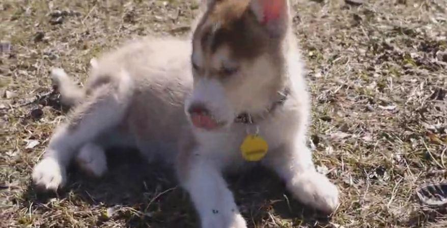 Mishka the Talking Husky’s new little sister