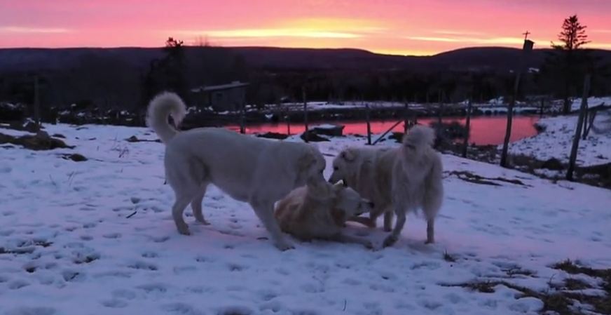 Guard dogs play-fight during breathtaking morning sunrise