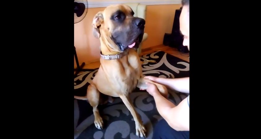 Great Dane enjoys relaxing massage from owner