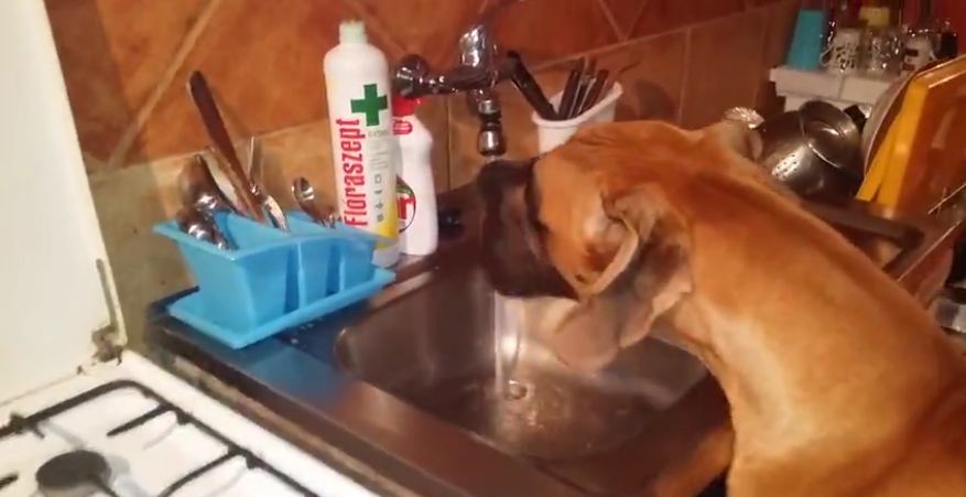 Great Dane drinks right from the kitchen sink