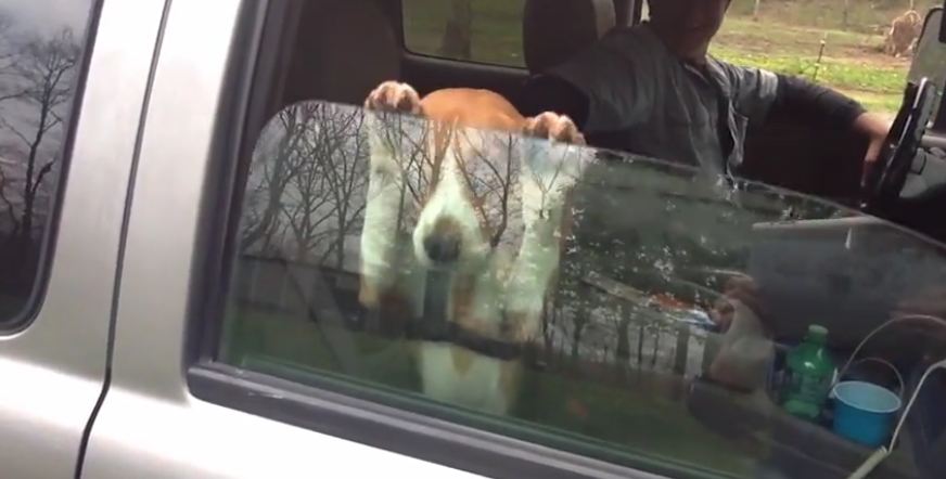 13 animals who love car rides